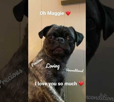 Maggie is so loving.  My precious baby girl 💕 #pug #cute #puglover #dog #love #pugs #fyp #shorts