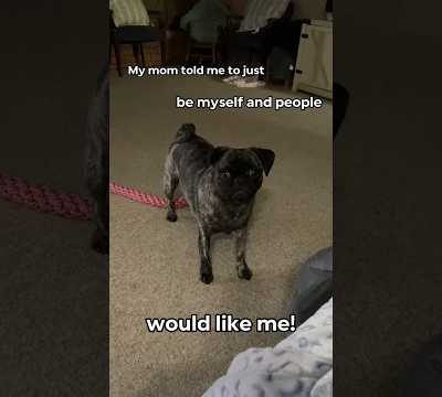 Maggie loves being herself! 😍 #pug #cute #dog #love #puglover #funny #pugs #viral #shorts #fyp