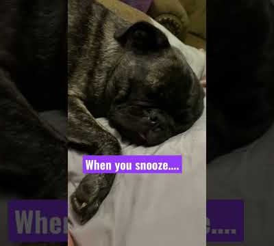 Maggie loves sleep!💤#pug #cute #dog #love #puglover #funny #pugs #viral #youtubeshorts #shorts #fyp