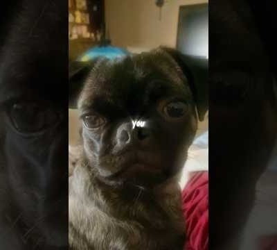 Maggie loves you! ❤️ #pug #cute #puglover #dog #love #funny #pugs #viral #youtubeshorts #fyp #shorts