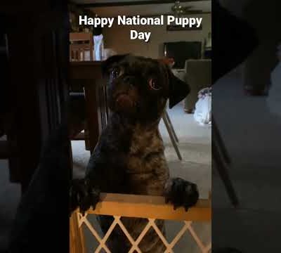 Maggie says ❤️”Happy National Puppy Day” 👍👍 #pug #cute #puglover #puppy #fyp #viral