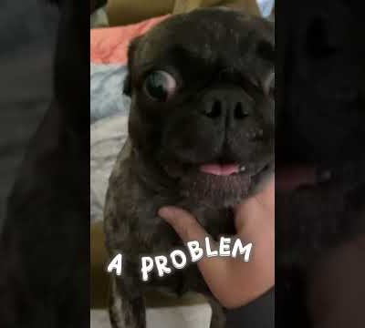 Maggie’s a problem 🫠#pug #cute #love #viral #dog #puglover #funny #pugs #shorts #youtubeshorts #fyp