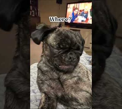 Maggie’s Expressions #pug #cute #love #viral #dog #puglover #funny #pugs #youtubeshorts #shorts #fyp