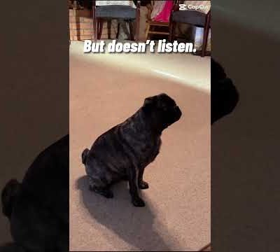 Maggie’s Riddles 🧐 #pug #cute #funny #puglover #love #dog #pugs #viral #riddles #fyp #shorts