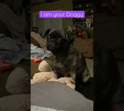 Maggie’s the boss! (Part 2) #pug #cute #love #viral #dog #puglover #funny #pugs #fyp #shorts #dogs