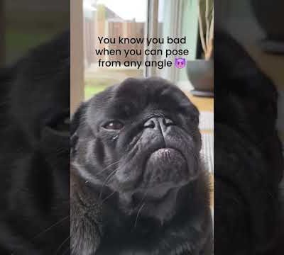 Mewing all day long 💪 #pug #puppy #funny #cute #reels #pets #cutepuppy #adorable