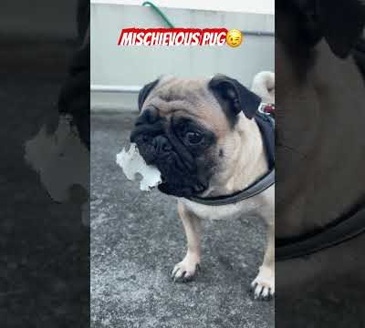 Mischievous pug #puggy #cutepuppy #dog #pug #doglover #puppy #dougthepug #cute #cutepet #pet