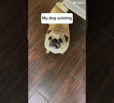 My dog existing #pugs #puppy #cute #funny #dogs