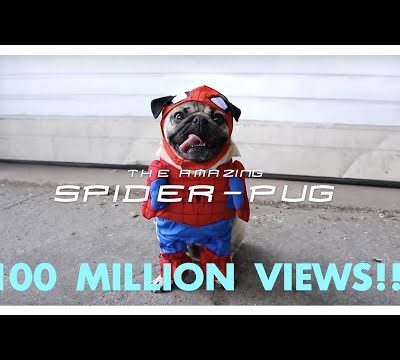 My Spider-Pug Video Hit 100M Views on YouTube!! 🕷