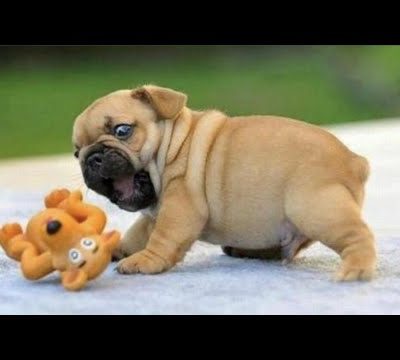 Only Pug can make us HAPPY and LAUGH – Funny and Cute Pug Puppy Videos Compilation 2023