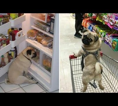 Only Pug can make us HAPPY and LAUGH – Funny and Cute Pug Puppy Videos Compilation