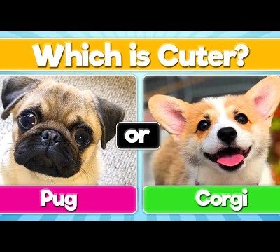 Pick the Cutest Dog | Which Dog is Cuter?