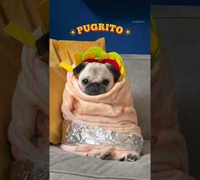 Presenting you: the PUGRITO 🌯😂 #pug #dog #halloween #shorts