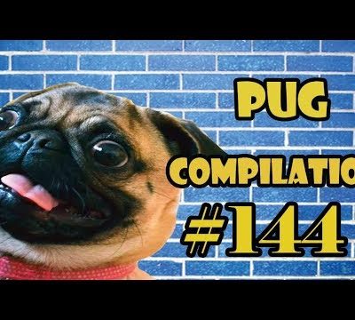 Pug Compilation 144 – Funny Dogs but only Pug Videos | Instapug