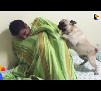 Pug Dog FREAKS OUT After Reunited With Hiding Uncle | The Dodo