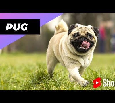 Pug 🐶 One Of The Most Popular Dog Breeds In The World #shorts