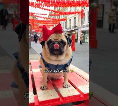 PUG FACTS 🥟 Happy Lunar New Year 🧧🐲 #shorts #dog #pug #chinesenewyear