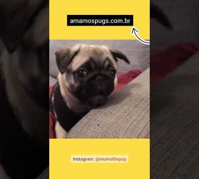 Pug Não Late? Filhote De Cão Pug – Cute Pugs – Amamos Pugs! #shorts