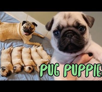 Pug Puppy Compilation