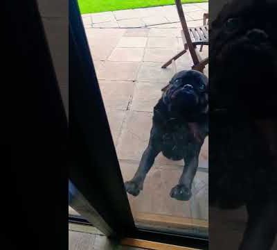 Pug squeezes through  sliding door 🤣  #pugs  #cute #dog #shorts