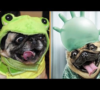 Pug Videos Funny | Pug Dog Funny Videos | Try Not To Laugh