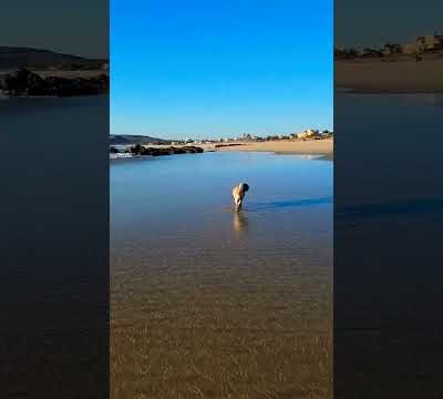 Pug Walks #baja #puglife #pugs #beach #ocean #pacific #cute #cutedogs #sandy #sunset