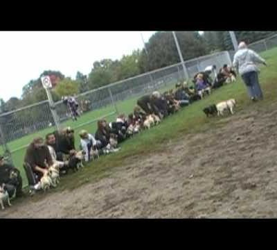 pugfest – pug races – cute pugs – Landsdowne Park – Ottawa Ontario 2009