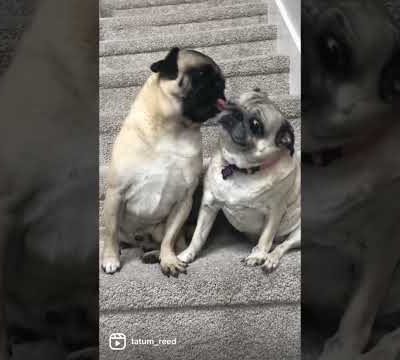 Pugs are crazy🥰✨#love#lovestatus#pug#puglife#doglover#dog#puppy#puppylove#cute#cutedog#comedy#funny