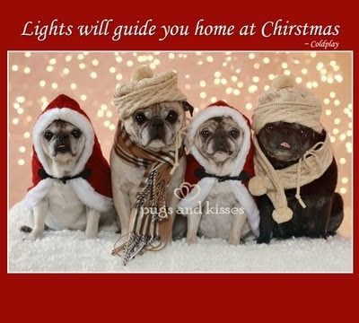 Pugs Cutest Christmas Photo Shoot