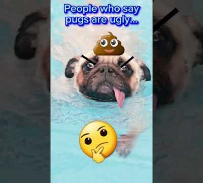 #PUGS FOR LIFE #pug #love #cute #haters #nohate #cute #bigfan #dog #dogs #fan #funny #new #follow