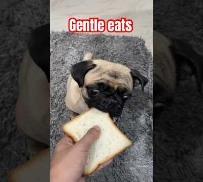 Pugs gentle eats😇🥹 #dog #puggy #cutepuppy #pug #doglover #puppy #dougthepug #petowner #cute #funny