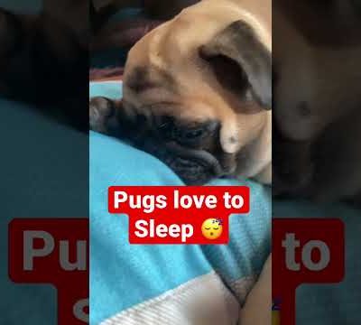 Pugs love to sleep 😴😇🥰 #pug #cute #shorts