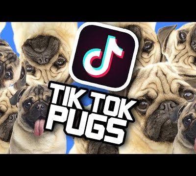 Pugs of Tik Tok Compilation! LOADS OF CUTE PUGS!