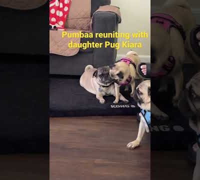 Pumbaa the Pug reuniting with daughter #pug #dogs #dog #cute #puglife #animals