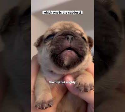 Puppies crying compilation 😭 #shorts