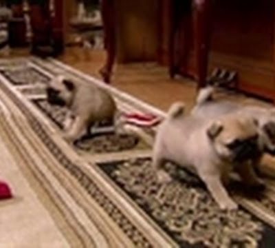 Puppy Pug Playtime | Too Cute