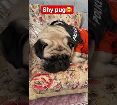 Shy pug #doglover #minnie #puggy #pugnation #cute #dog #pug #cutepug #viral #petlovers