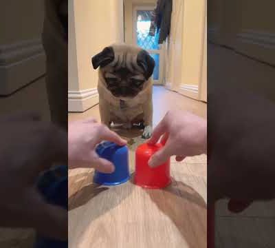 SMART dog? 😮 funnydogs #pug #pugdog #pugs #funnydogs