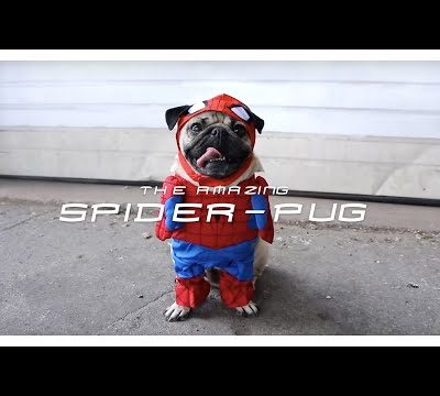 SPIDER-PUG – Doug The Pug