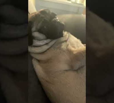 That side eye at the end 😂 #cute #pug #pugs #fyp #wtf #bored #funny #new