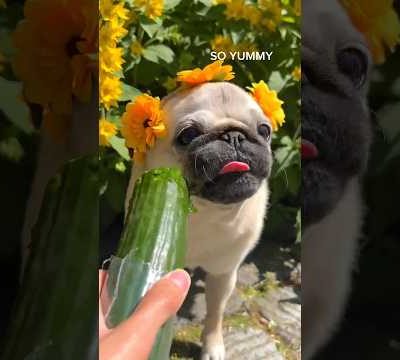 The CUTEST pug ASMR & fun facts! 🥹 #pug #dog #asmr