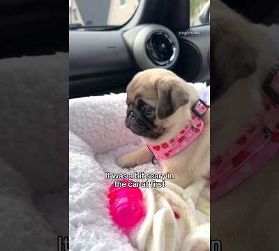 The day we picked up Loulou’s little SISTER! 🐶🎀 #pug #puppy #dog