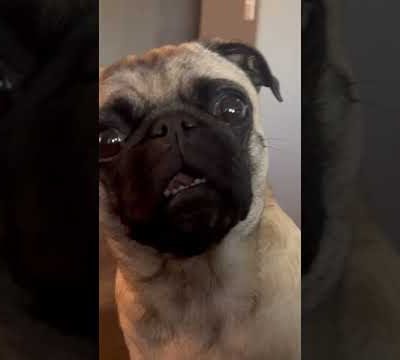 The Look Of Pug #pug #pugnation #dog #puglife #cute #dogs #abc #look #pugs #pugspugspugs #80s