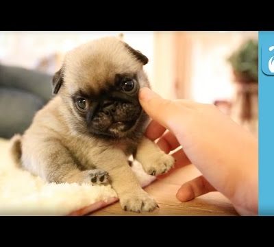 The Pug Puppy Compilation That Will Change Your Life – Puppy Love