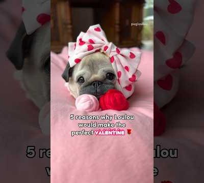 The pugfect Valentine 🥹🌹 #pug #dog #shorts