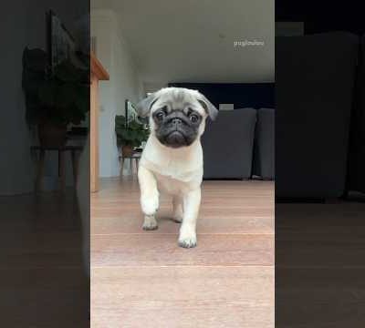 The scariest PUPPY SNEAK ATTACK 😱 #pug #dog #puppy #cute