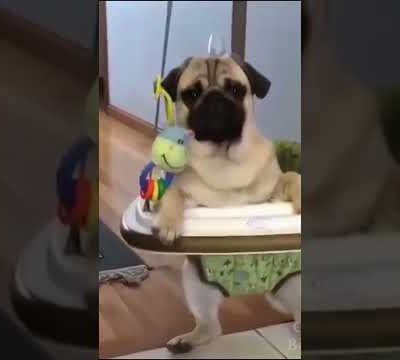 This Cute Pug Wants To Be Your Baby #Pug #Cutepugs #dogs #cutedogs #baby #shorts #cuteanimals #LOL