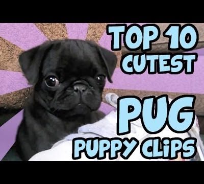 TOP 10 CUTEST PUG PUPPY CLIPS ON YOUTUBE