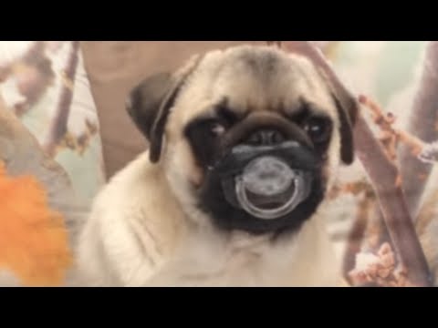 Top 30 Funniest and Cutest Pug Dog Videos Compilation