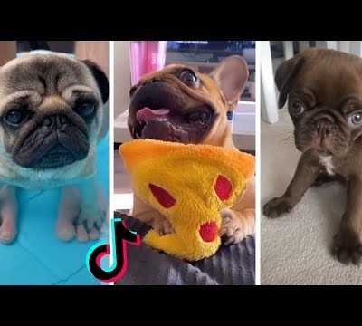 Ultimate Pugs Compilation ~ Cute & Funny Pugs of TikTok